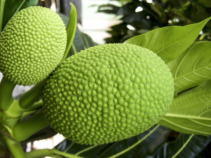 Artocarpus altillis